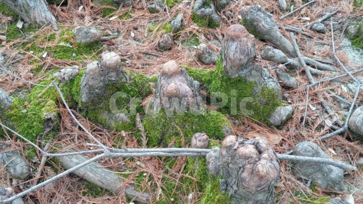 낙우송,낙우송기근,기근,자연,식물,식물,자연,plants,nature