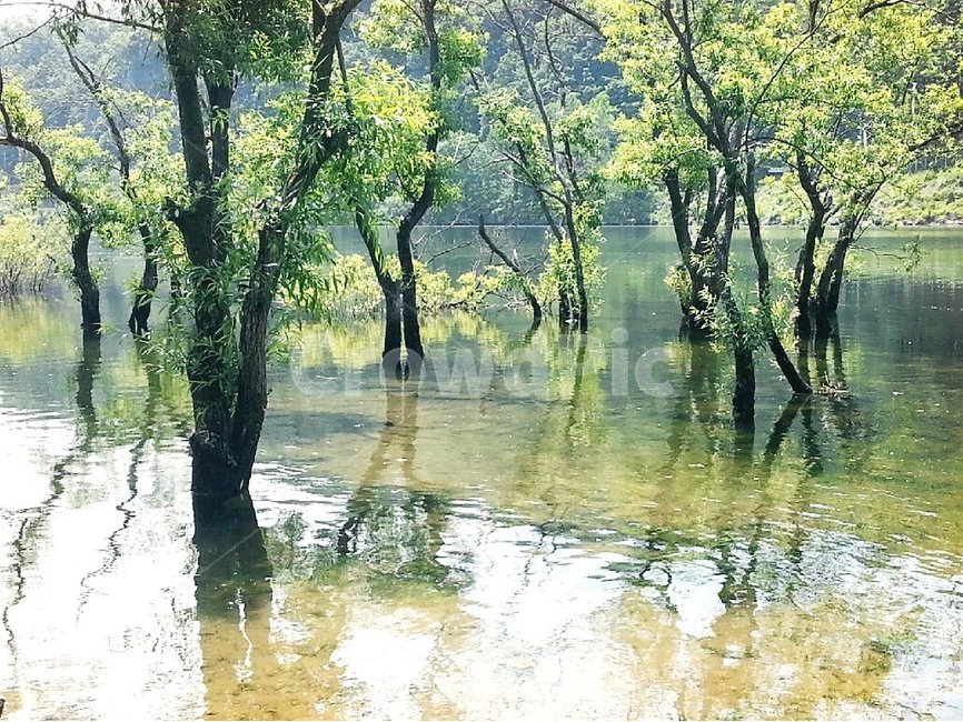 물,강물,버드나무,물그림자,실루엣,그린,여름,초록,시원한,green,natural,배경,배경이미지,배경화면,색감,바탕,텍스쳐,질감,패턴,이미지,자연,풍경,nature,landscape,land,땅,outdoors,옥외,water