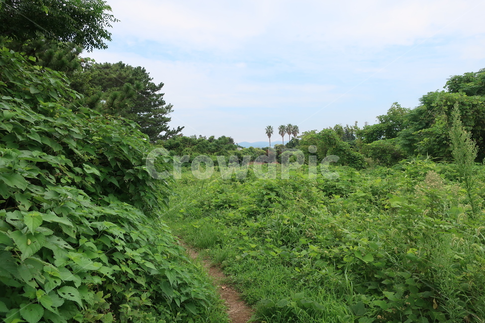 outdoors,nature,자연,제주도,트레킹,하늘,초록,나무,숲