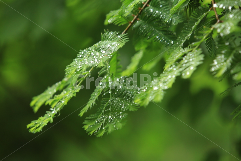봄,봄비,생명,초록,신선함,비오는소경,식물,자연,plants,nature,비,비오는날,rain,rainy