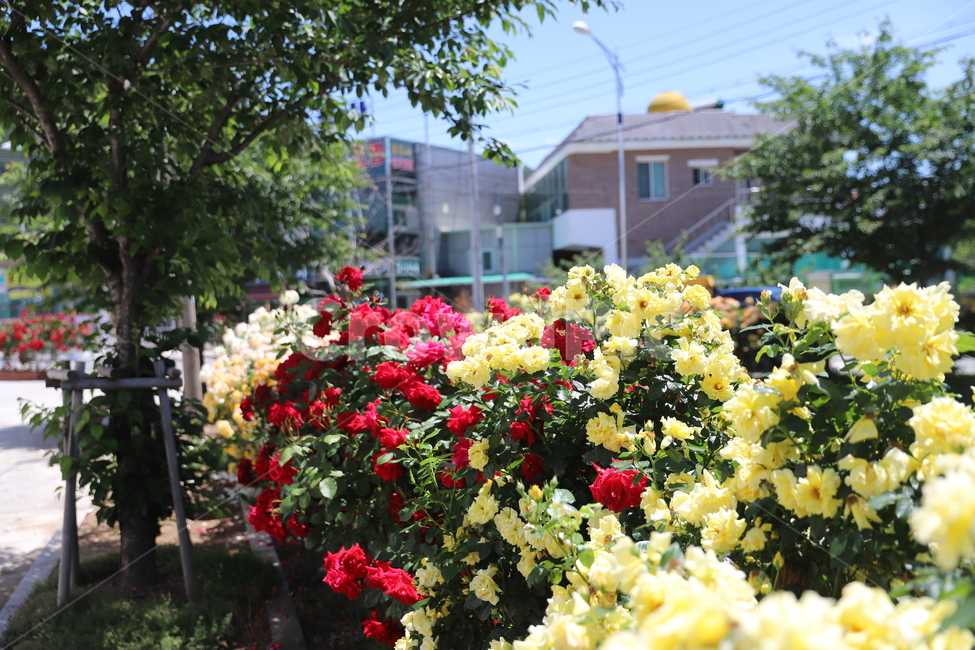 꽃,장미,맑은날,하늘,나무,식물,자연,plants,nature,꽃,flower