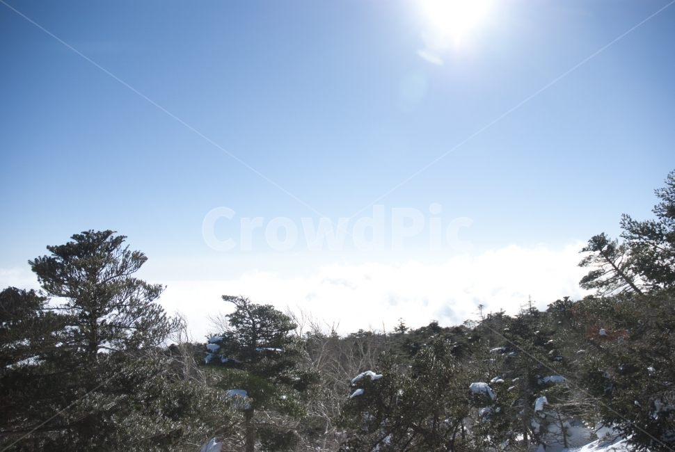 제주,한라산,제주도,자연,여행,설원,설경,눈,설산,숲,나무,풍경,숲속,산,등산,겨울,계절,겨울,계절,winter,season,자연,풍경,nature,landscape,tree,plant,식물,fir,전나무