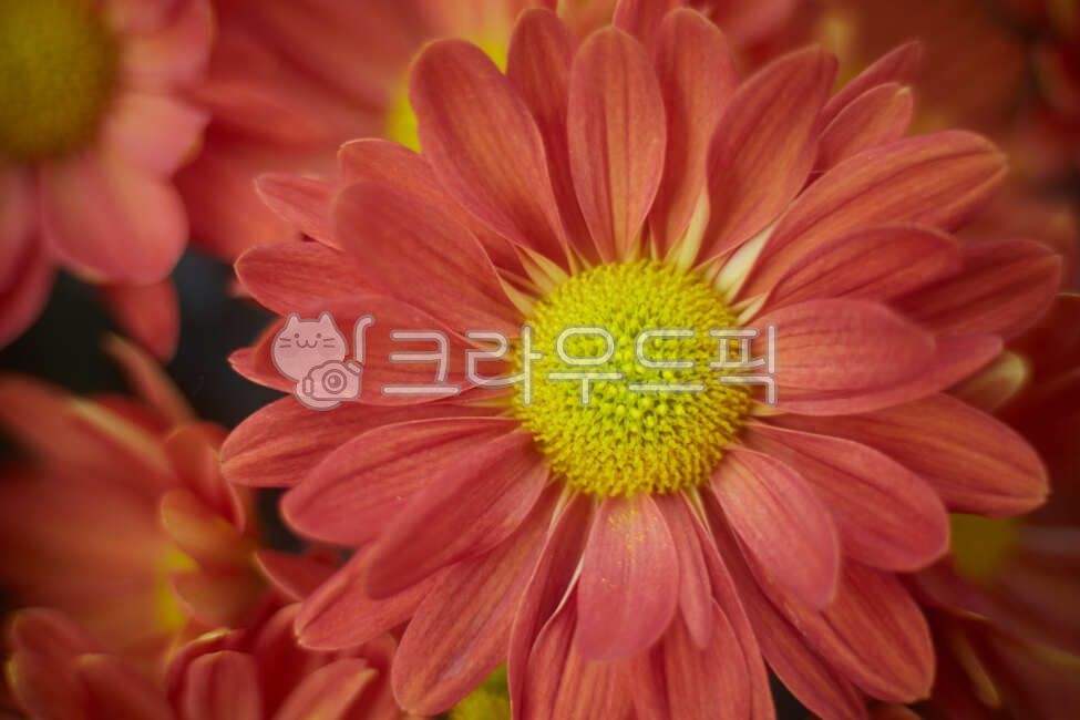 chrysanthemum flower,Chrysanthemum,chrysanthemum,flower