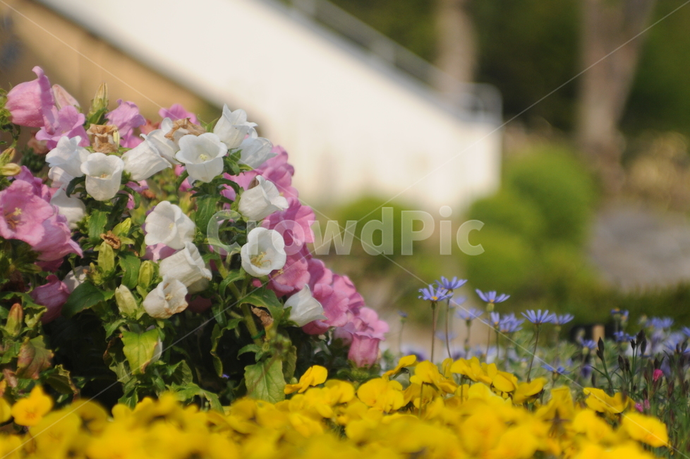 꽃,flower,봄,spring,식물,봄꽃