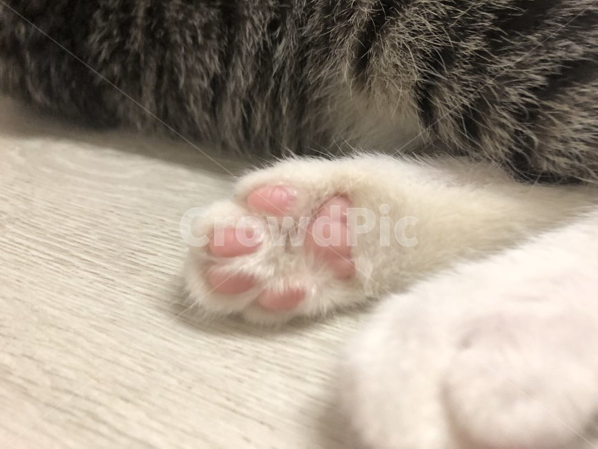 고양이,코숏,동물,발바닥,핑크젤리,cat,animal,pet,koreacat,반려동물