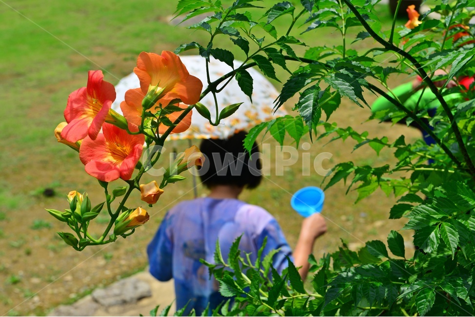 human,인간,person,사람,plant,식물,flower,blossom,꽃,능소화,여름,여름꽃,우산,물,바가지,식수