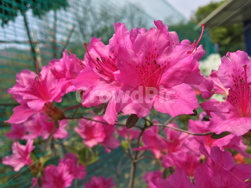 꽃,식물,하늘,분홍색,근접,식물,자연,plants,nature,꽃,flower