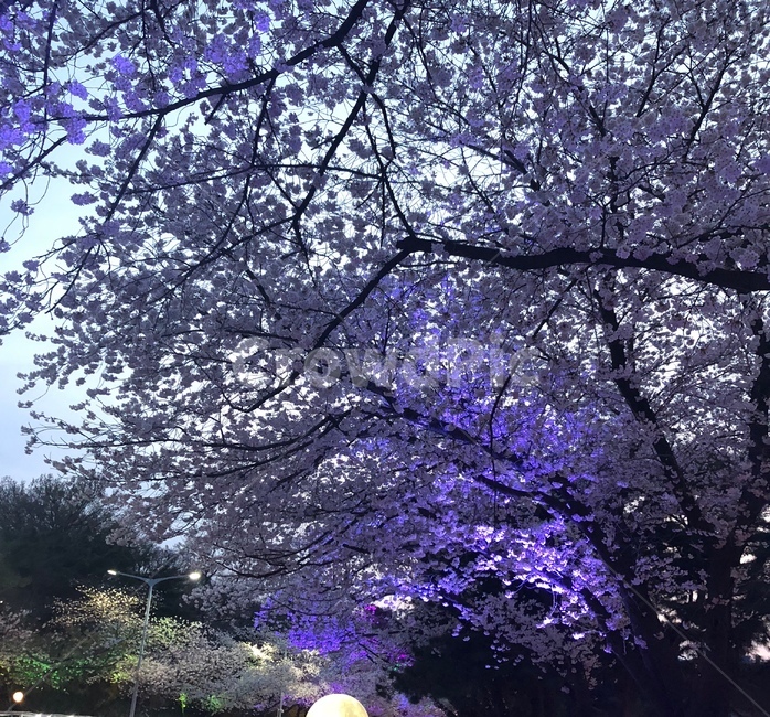 벚꽃,일몰,봄,감성,led불빛,밤벚꽃