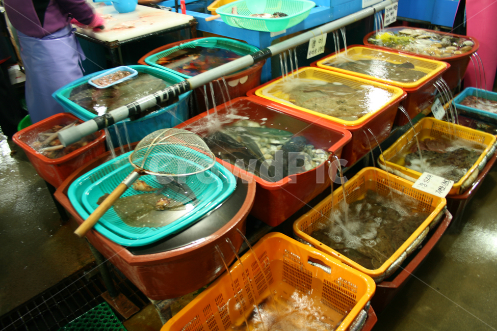 횟감,생선,활어,해산물,회,시장,마트,마켓,market,mart,market place,음식,식재료,요리,food,cook,meal,dishes,food reserves,수산물,해산물,fishery products,seafood