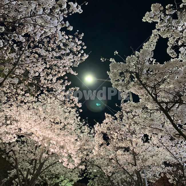 식물,꽃,나무,벚꽃,가로등,빛,야경,밤하늘,sky,cherryblossom,nightview,flower