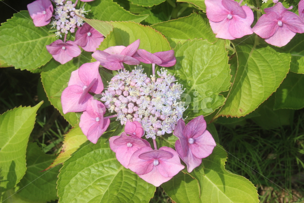 꽃,봄,여름,꽃잎,꽃축제,식물,자연,plants,nature,꽃,flower