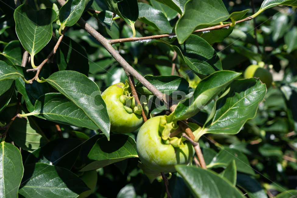 가을,감,과일,나무,가지,잎,자연,과일,열매,fruit