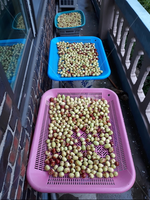 대추,식물,시골,채반,건조,과일,열매,fruit