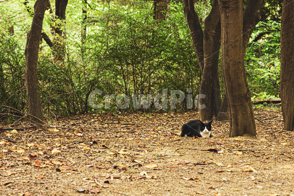tree,나무,plant,식물,고양이,cat,동물,자연,동물,animal,포유류,mammal,고양이,cat,kitten,kitty