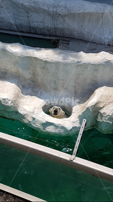 곰,동물원,베어,bear,곰돌이