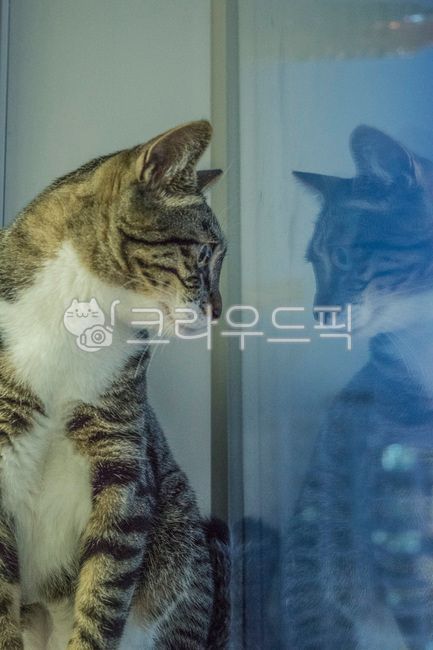 고양이,아기고양이,반려동물,냥이,애완동물,코리안숏헤어,코숏,animal,포유류,cat,kitten,kitty,동물,동물,animal,포유류,mammal,고양이,cat,kitten,kitty