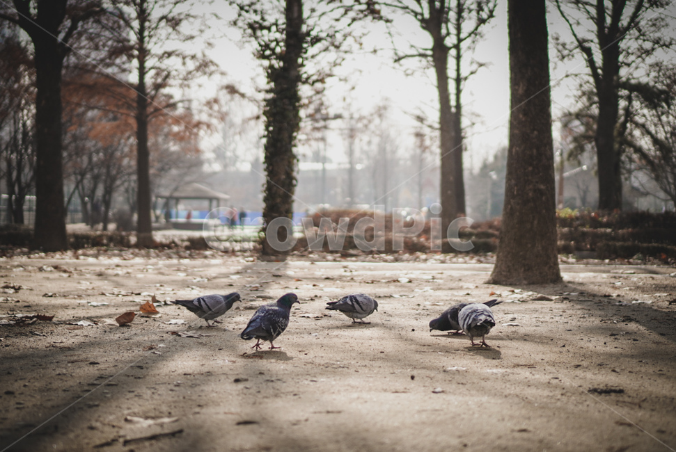 공원,비둘기,산책,나무,새,동물,animal,조류,새,birds