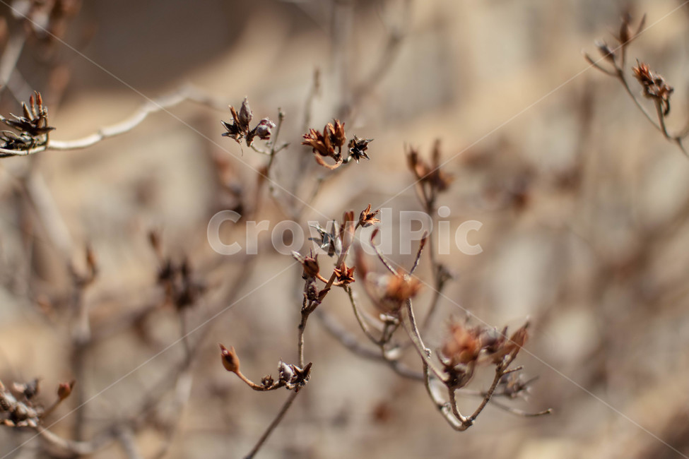 식물,나뭇가지,꽃,뾰족뾰족한,겨울,식물,자연,plants,nature,나무,trees,wood