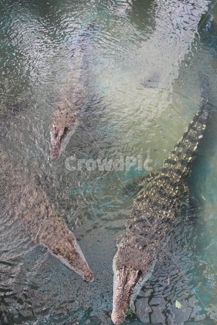 동물,동물원,악어,물,파충류,무서운,야생동물,animal,zoo,alligator,water,underwater,crocodile,reptile