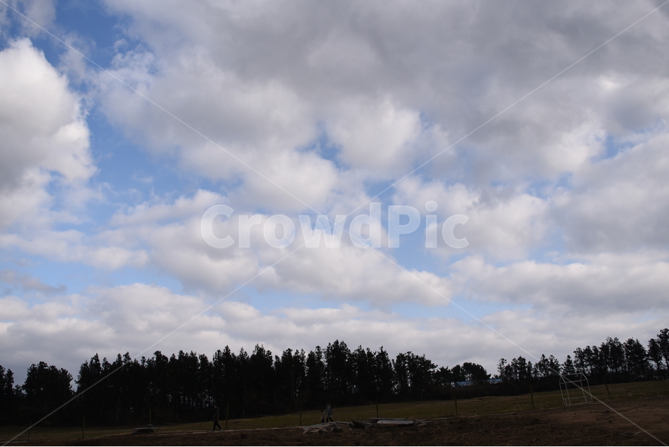 하늘,구름,나무,뭉게구름,겨울하늘,제주도겨울,자연,풍경,nature,landscape,weather,날씨,cumulus,적운,outdoors,옥외,cloud,sky