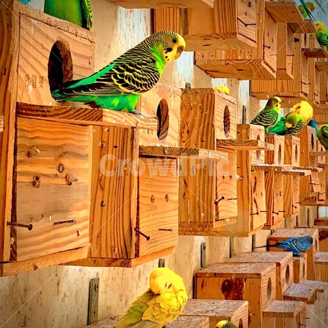 wood,새,나무,animal,bird,동물,animal,조류,새,birds