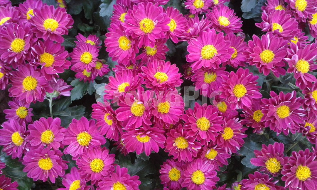 plant,식물,dahlia,달리아,flower,꽃,blossom,식물,자연,plants,nature,꽃,flower