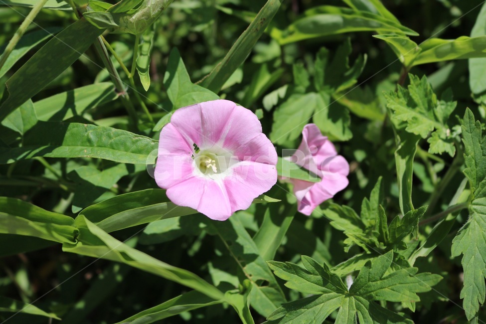 꽃,식물,자연,초록,분홍,flower,hana,shokubutsu,nature,green,midori,pink,pinku,여름,햇빛,그림자,summer,natsu,sunlight,hizashi,shadow,kage,식물,자연,plants,nature,꽃,flower