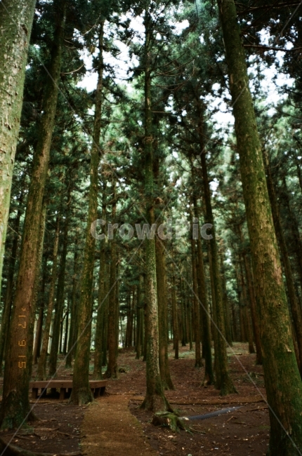필름,필름사진,제주도,여행,아날로그,벤치,숲,길,산책,나무,film,jeju,analog,자연,풍경,nature,landscape,식물,plants,나무,trees,wood,휴식,힐링,rest,relaxation,healing,tree,plant