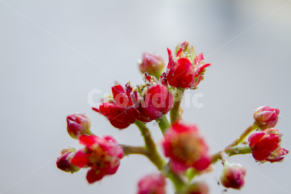 자연,분홍,봄,정원,감성사진,빨강,초록,식물,장미,꽃잎,매크로,여름,꽃,Nature,pink,spring,garden,Emotionalphotography,red,green,plant,rose,petals,macro,summer,flower,식물,자연,plants,nature,꽃,flower