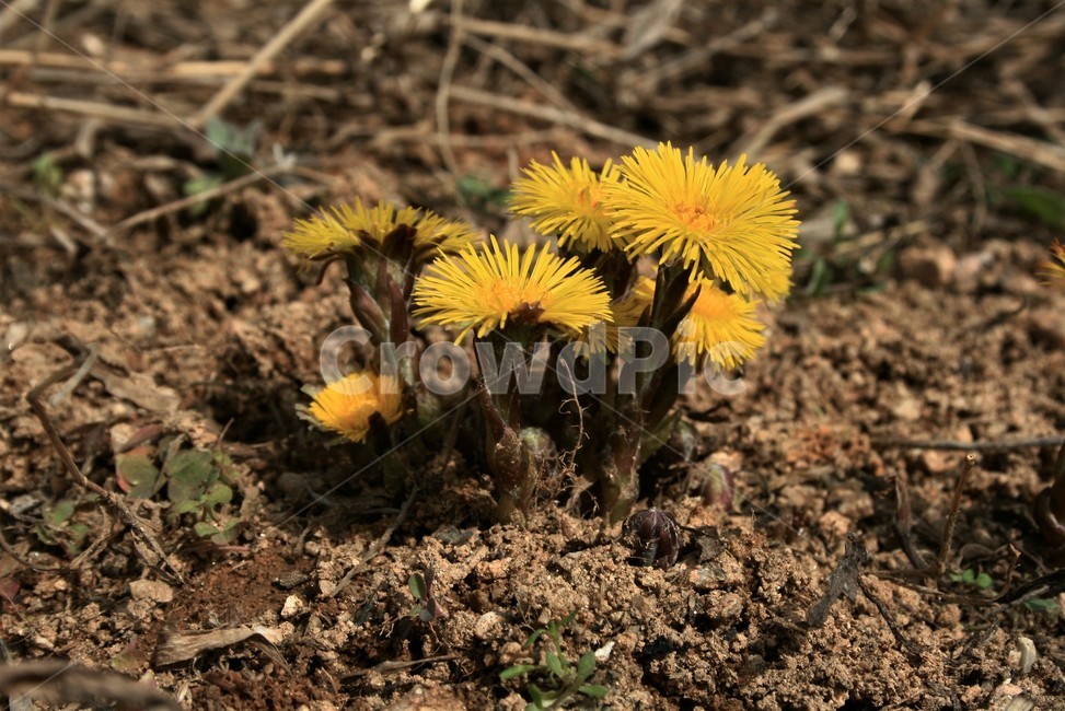 관동화,국화과,여러해살이풀,유독성,발암성,식물,봄꽃,식물,자연,plants,nature,꽃,flower