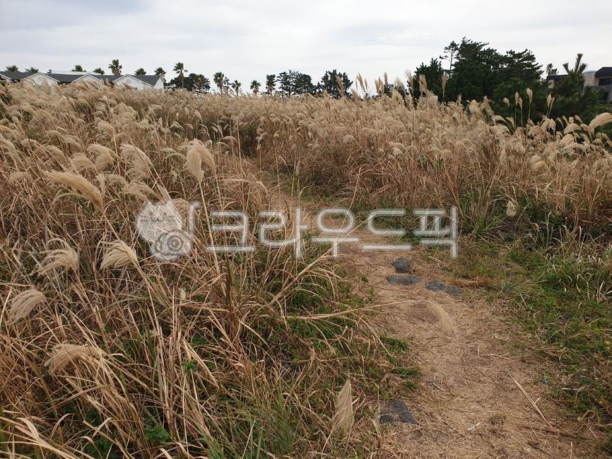 갈대,갈대밭,갈대길,가을,쓸쓸함,ground,plant