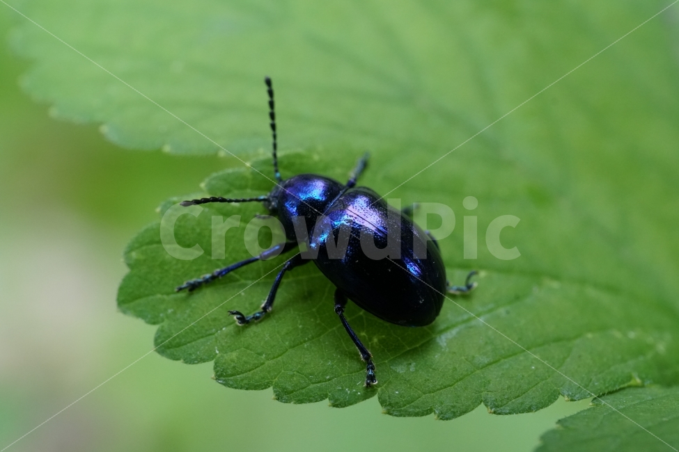 중국청람색잎벌레,Chrysochuschinensis,곤충,insect,벌레,자연,nature,식물,여름,summer,딱정벌레,7월,접사,macro,이파리,동물,animal,근접촬영,감성,감성사진,힐링,힐링사진,생명,신비,신비한,신비하다,신기,신기한,신기하다,snap,스냅,스냅사진,스냅샷,스넵,스넵사진,스넵샷,snapshot,그린,green,녹색,연두,연두색,윤기,광,반들반들,매끈매끈,풍경,landscape,한국자연,한국의자연,동물,animal,곤충,벌레,insect,bug