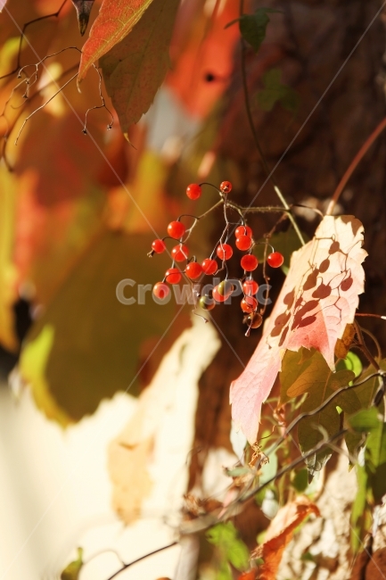 식물사진,자연사진,배풍등,열매사진,감성사진,가을사진,단풍사진,가을,계절,fall,autumn,season,식물,자연,plants,nature,과일,열매,fruit,감성,sensible,feeling,leaf,잎,plant