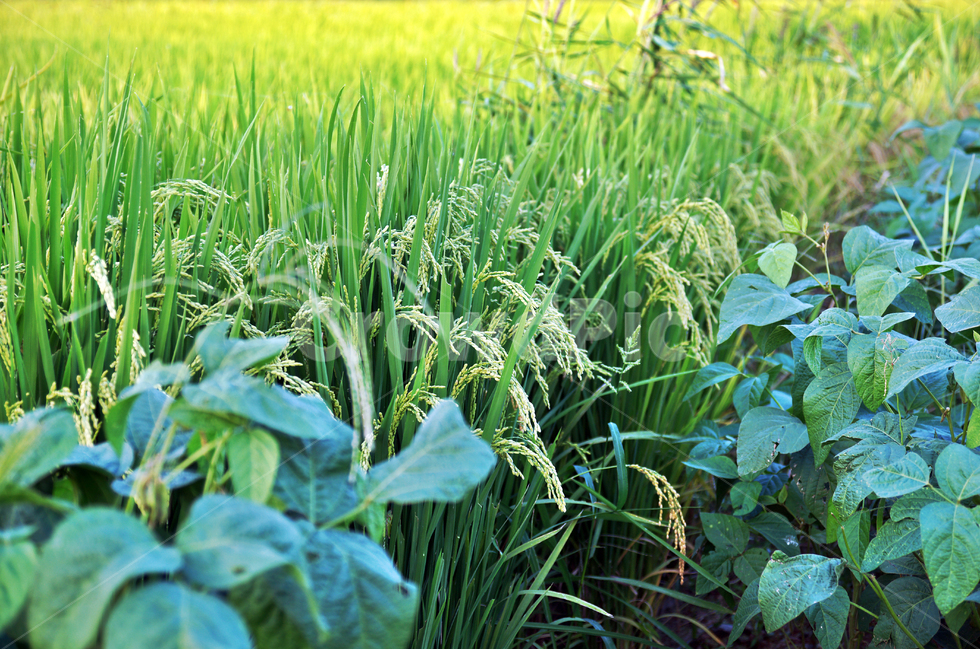 쌀,벼,곡식,밥,가을,논,추수,나락,농업,농사,agriculture,farming,farming industry