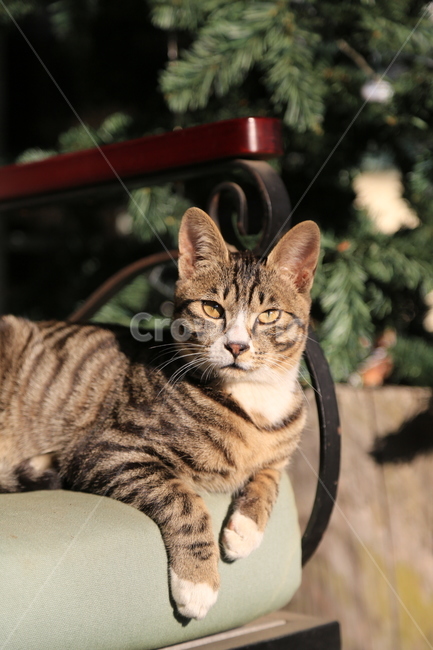 고양이,동물,길고양이,야옹,애완동물,animal,cat,cute,동물,animal,포유류,mammal,고양이,cat,kitten,kitty