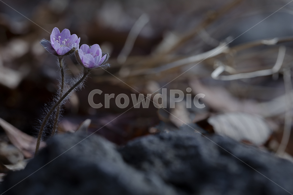 노루귀,Hepatica,신뢰,자신감,인내,confidence,수리산,구봉산,화야산,봄꽃,식물,자연,plants,nature,꽃,flower
