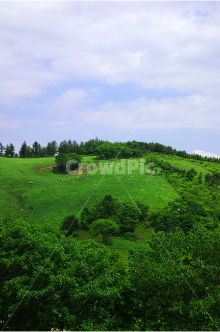목장,초원,color,풍경,풍광,자연,nature,landscape,하늘,구름,자연,풍경,nature,landscape,한국자연풍경,한국자연경관,korea nature landscape,field,들,outdoors,옥외,grassland,목초지