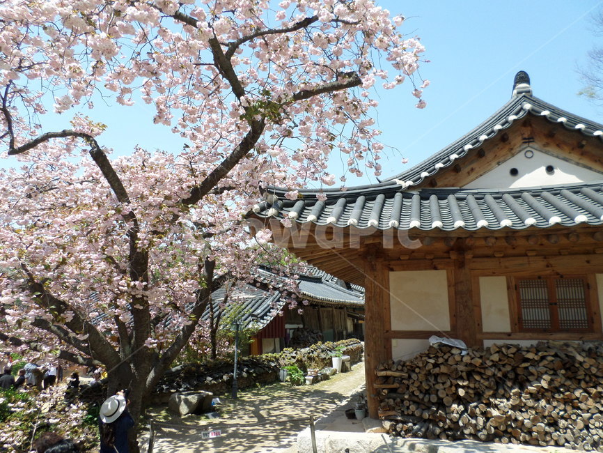 충남서산,개심사,겹벚꽃,봄,핑크,팝콘,뭉게뭉게,봄,계절,spring,season,한국전통,한국문화,korean traditional,korean culture,건축물,건물외관,exterior,building,structure,architecture,construction,plant,식물