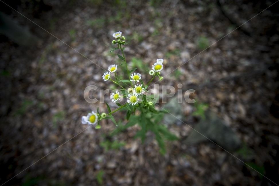 wallpaper,꽃,식물,flower,보케,bokeh,식물,자연,plants,nature,꽃,flower