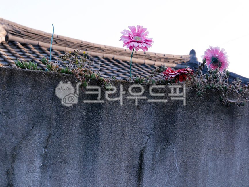 pink,blossom,old,tile,close,building,flower,architecture