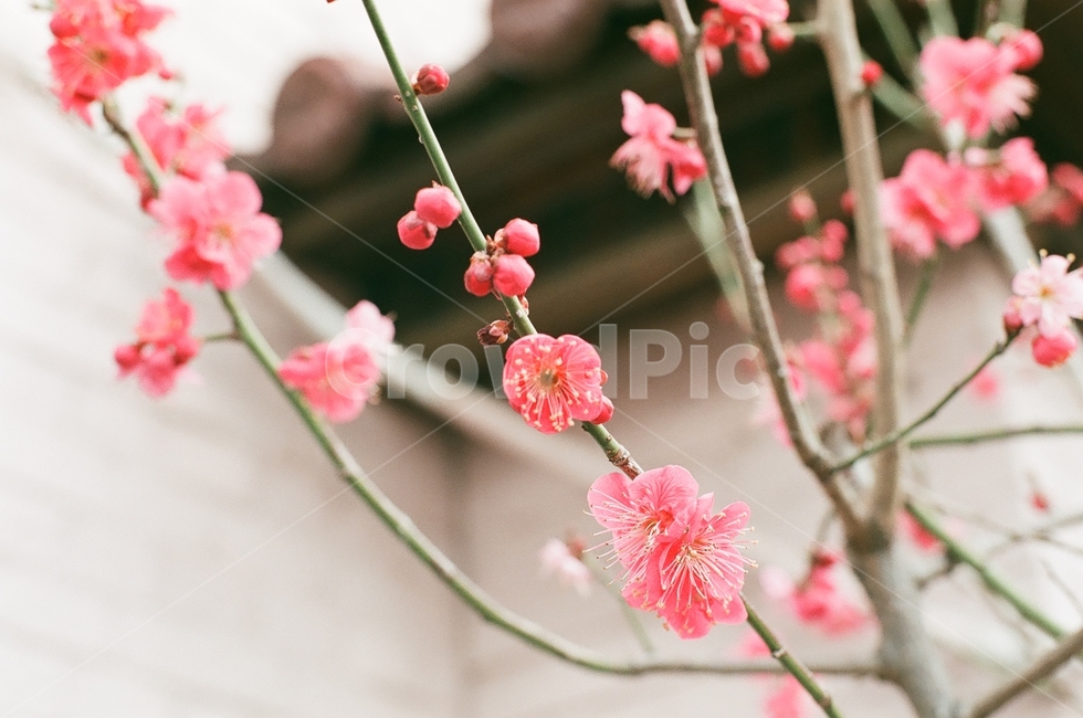 필름카메라,필름사진,감성사진,매화,이화동,봄,계절,spring,season,식물,자연,plants,nature,꽃,flower,plant