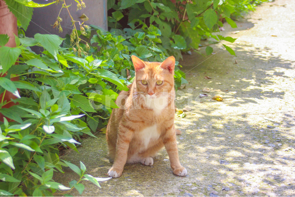 고양이,cat,동물,animal,길고양이,감성사진,감성,동물사진,숲,풀,자연,grass,nature,자세,pose,동물,animal,포유류,mammal,고양이,cat,kitten,kitty