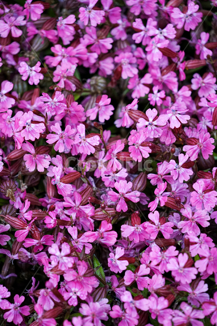 plant,식물,꽃,flower,꽃잔디,phloxsubulata,식물,자연,plants,nature,꽃,flower