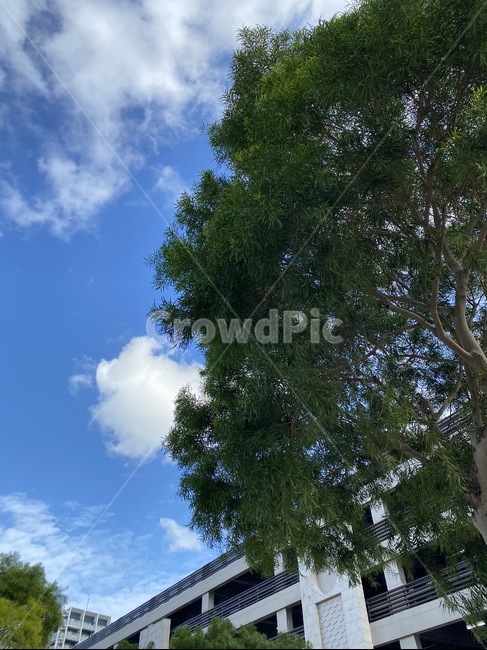 plant,식물,tree,나무,treetrunk,나무줄기,sky,clouds