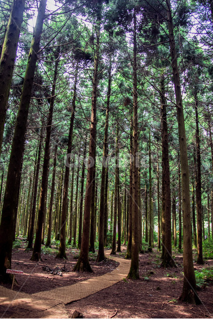 사려니숲길,사려니숲,숲길,제주풍경,숲속풍경,식물,자연,plants,nature,나무,trees,wood