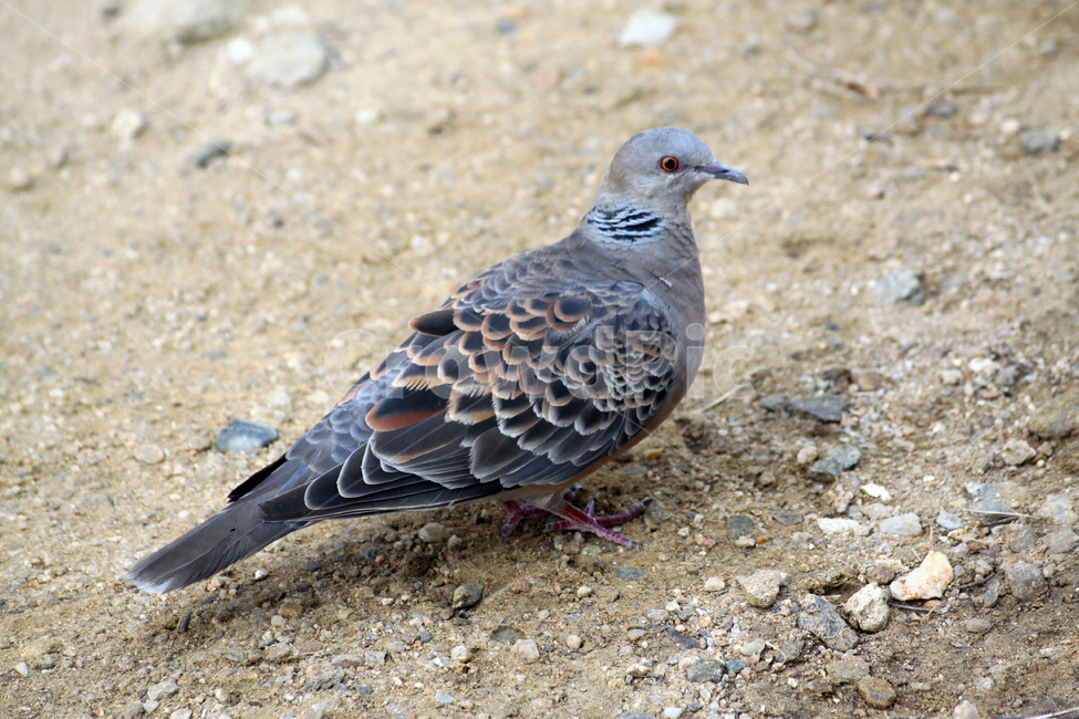 비둘기,돌담,bird,새,animal,동물,동물,animal,조류,새,birds
