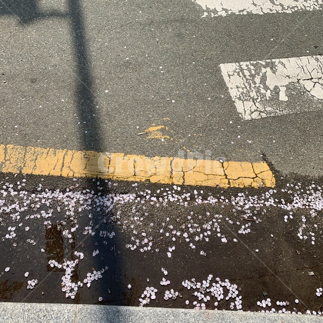 벚꽃,비,횡단보도,cherryblossoms,crrosswalk,그림자,봄,계절,spring,season,꽃,flower,asphalt,아스팔트,road,도로
