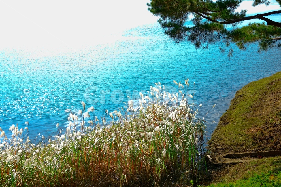 식물,호수,억새,가을,호숫가,갈대,억새풀,갈대밭,fall,plants,nature,autumn,계절,season,감성,sensiblefeeling,grass,잔디,plantlawn