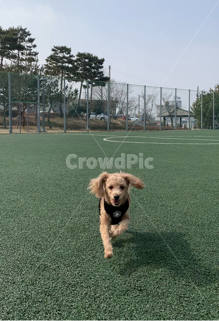 강아지,애완동물,dog,산책,pet,happy,run,동물,animal,poodle,cute