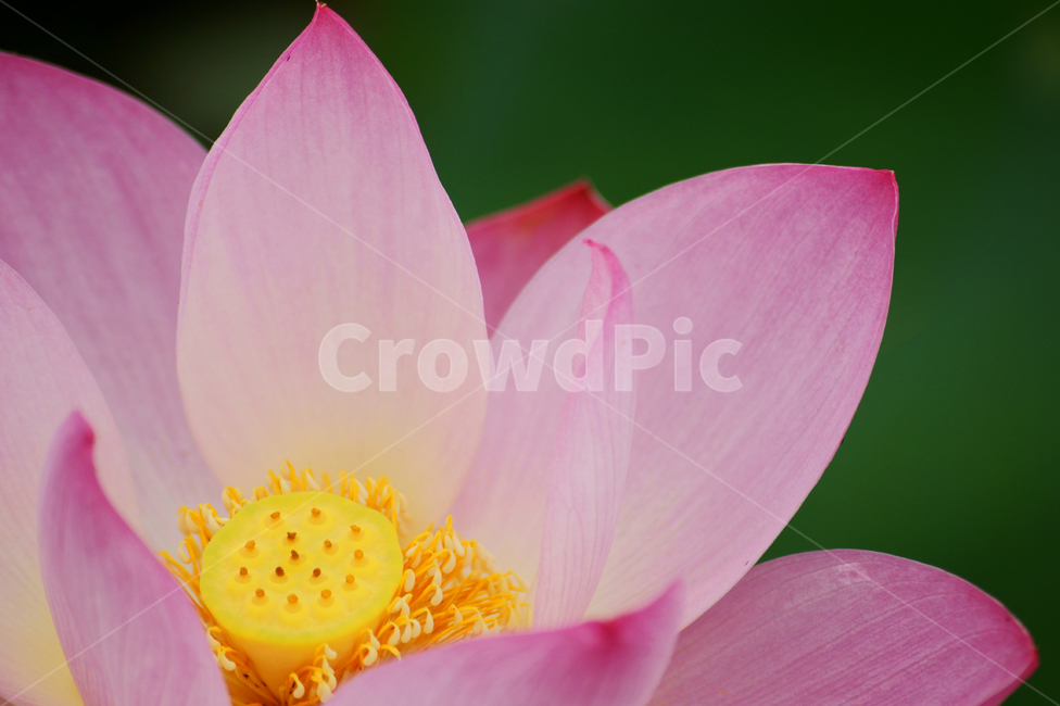연꽃,꽃잎,꽃,접사,여름,식물,분홍,핑크,노랑,스냅,감성,일상,flower,plant,lotus,풍경배경,배경,꽃배경,식물,자연,plants,nature,꽃,flower